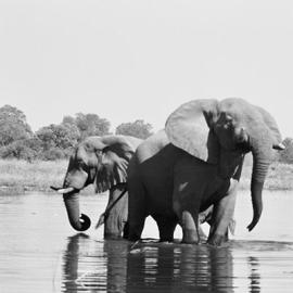 Meeting with an Elephant